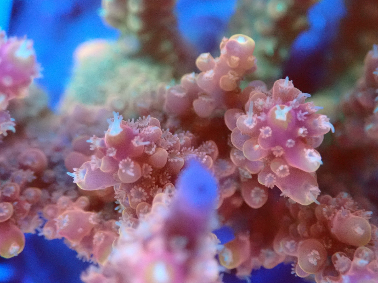 (WYSIWYG) Acro Colony T2D3 macro
