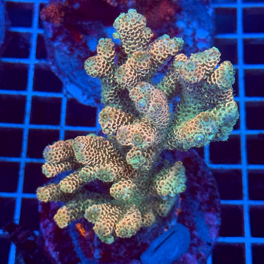 Acropora Colony T2D4