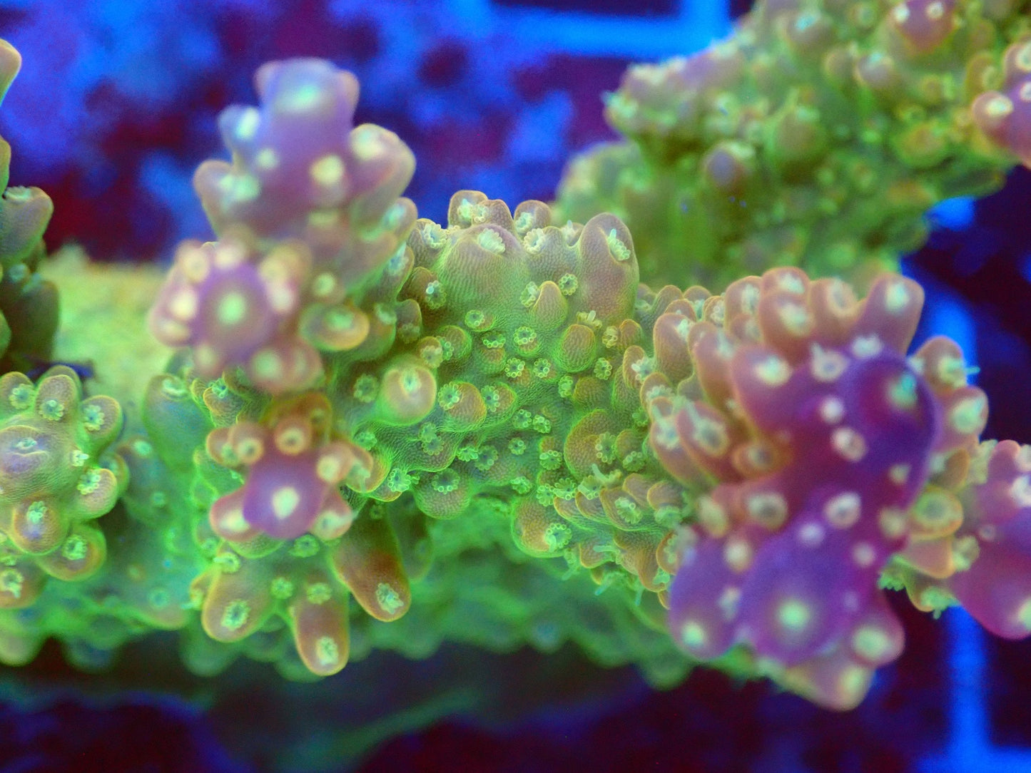 (WYSIWYG) Acro Colony T2D4 macro