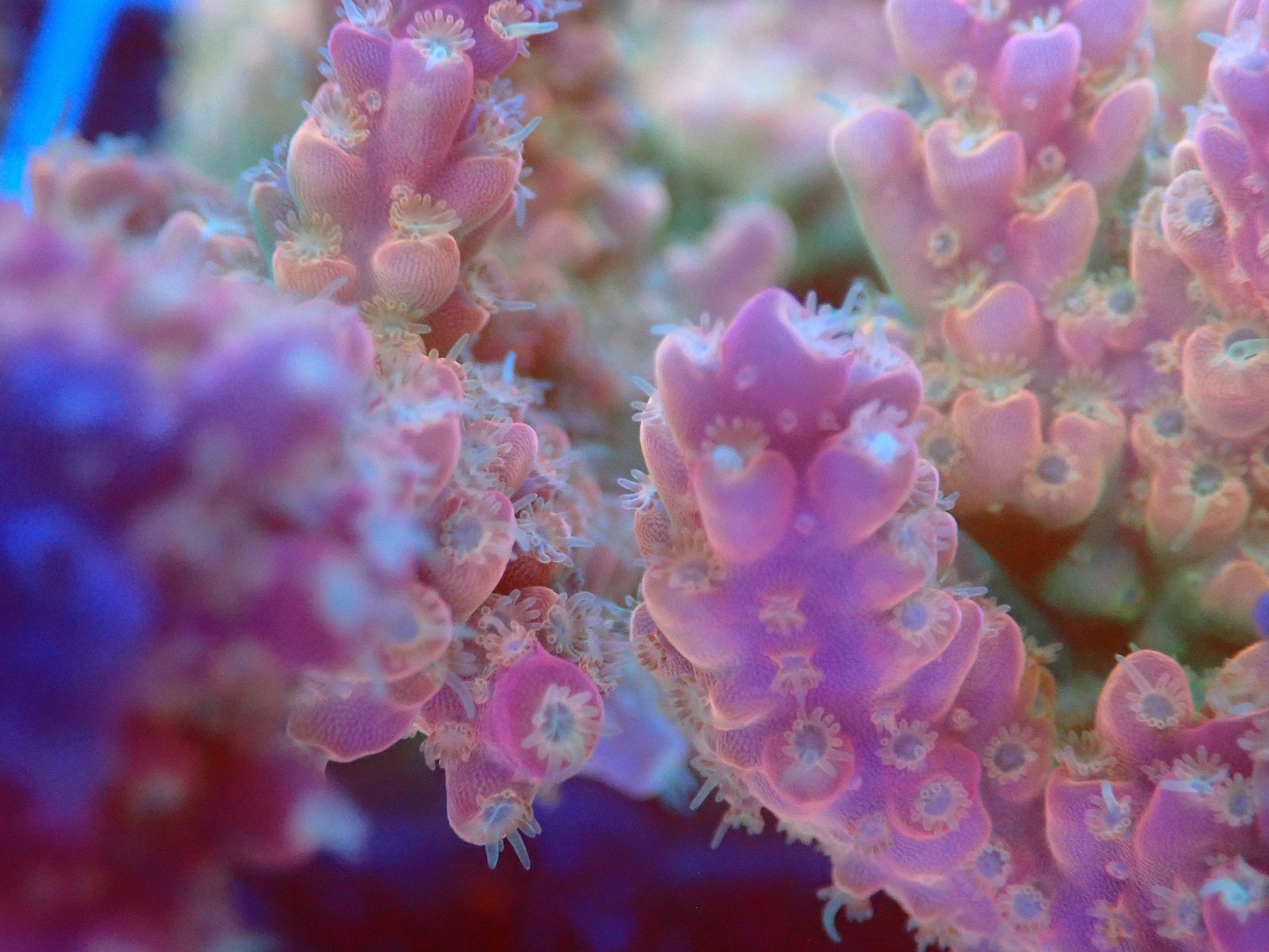 (WYSIWYG) Acro Colony T2D5 macro