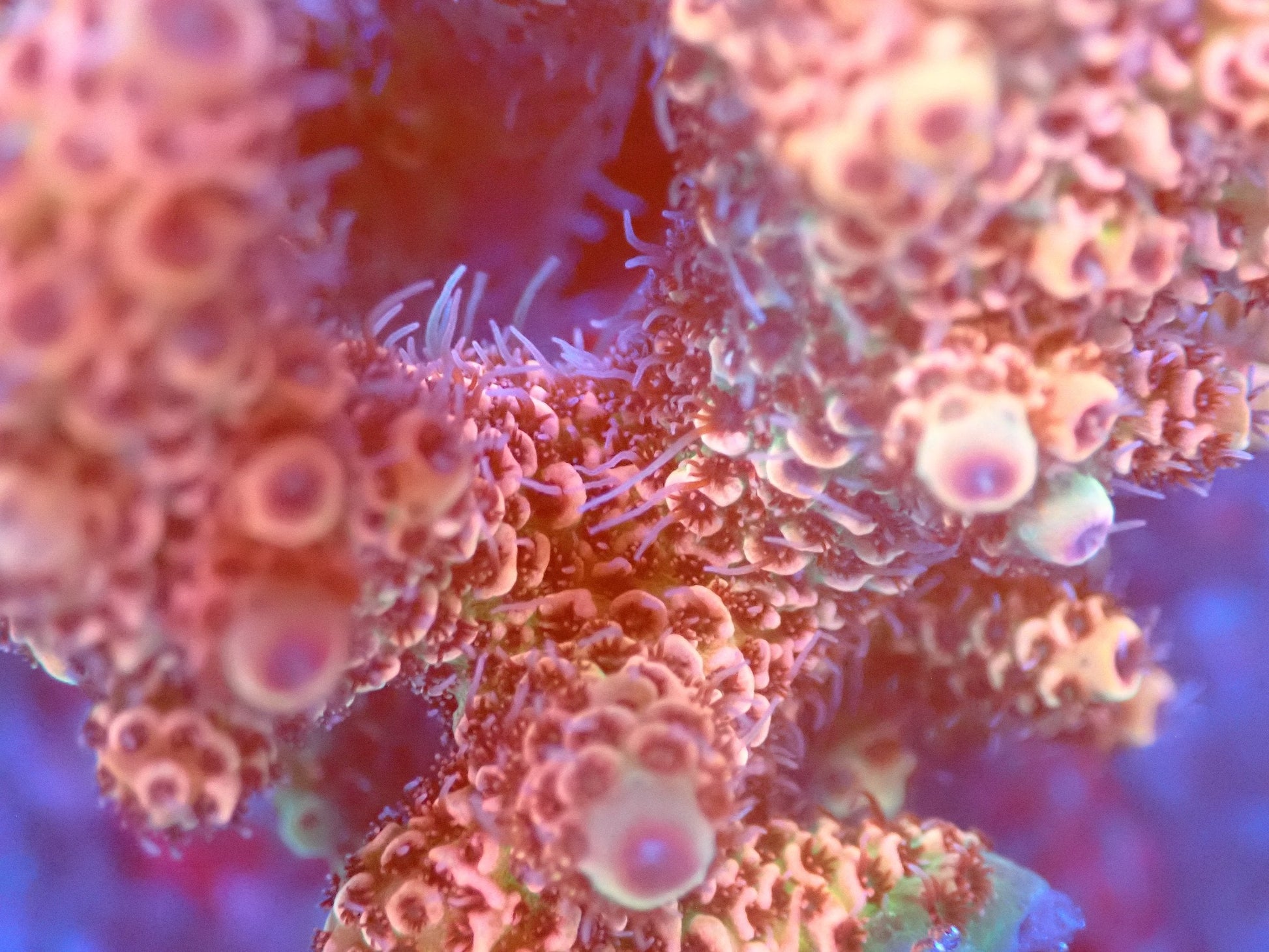(WYSIWYG) Acro Colony T2D6 macro