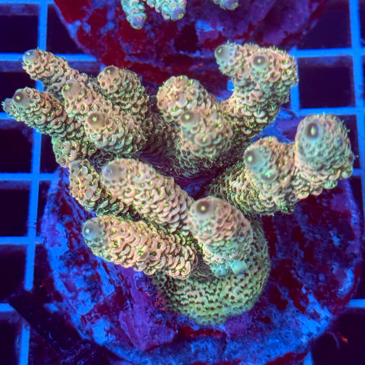 Acropora Colony T2D7