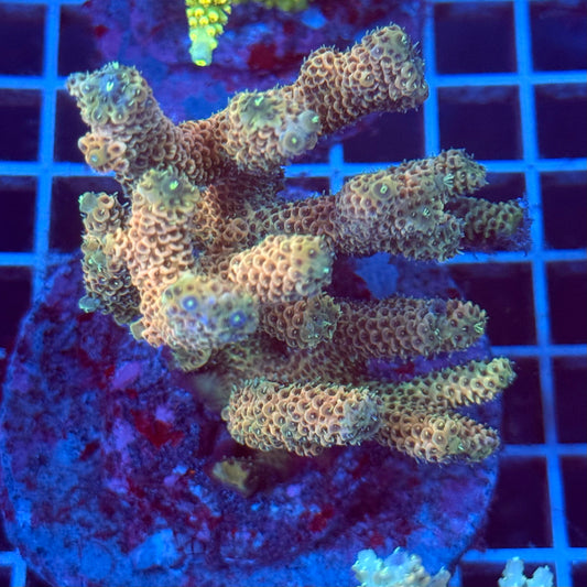 Acropora Colony T2D8