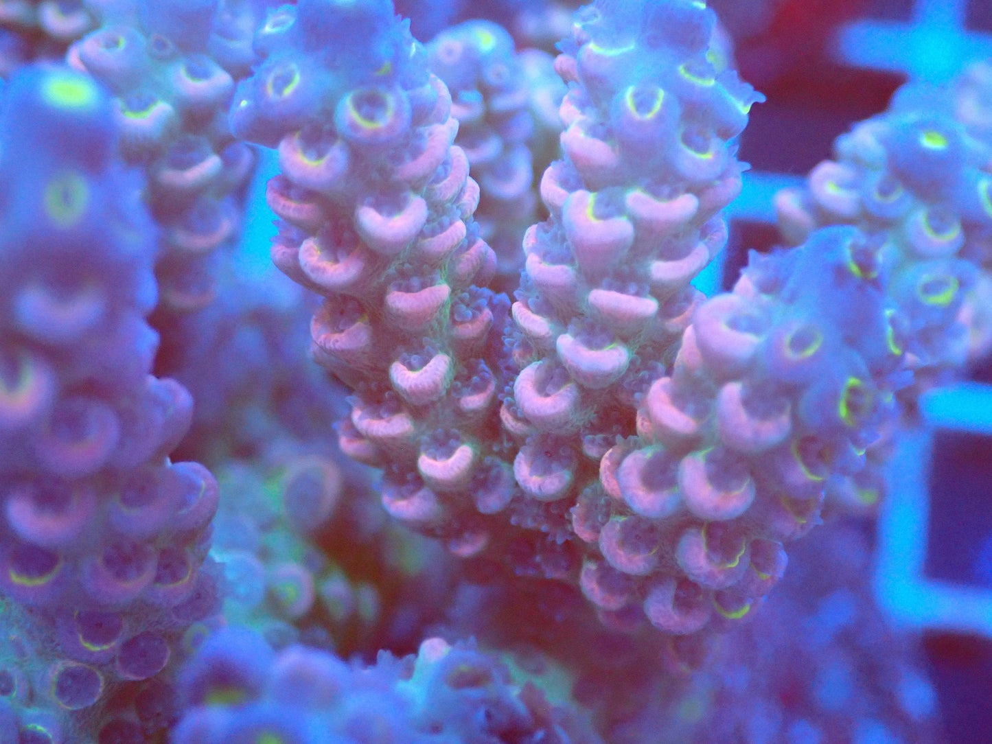 (WYSIWYG) Acro Colony T2D8 macro