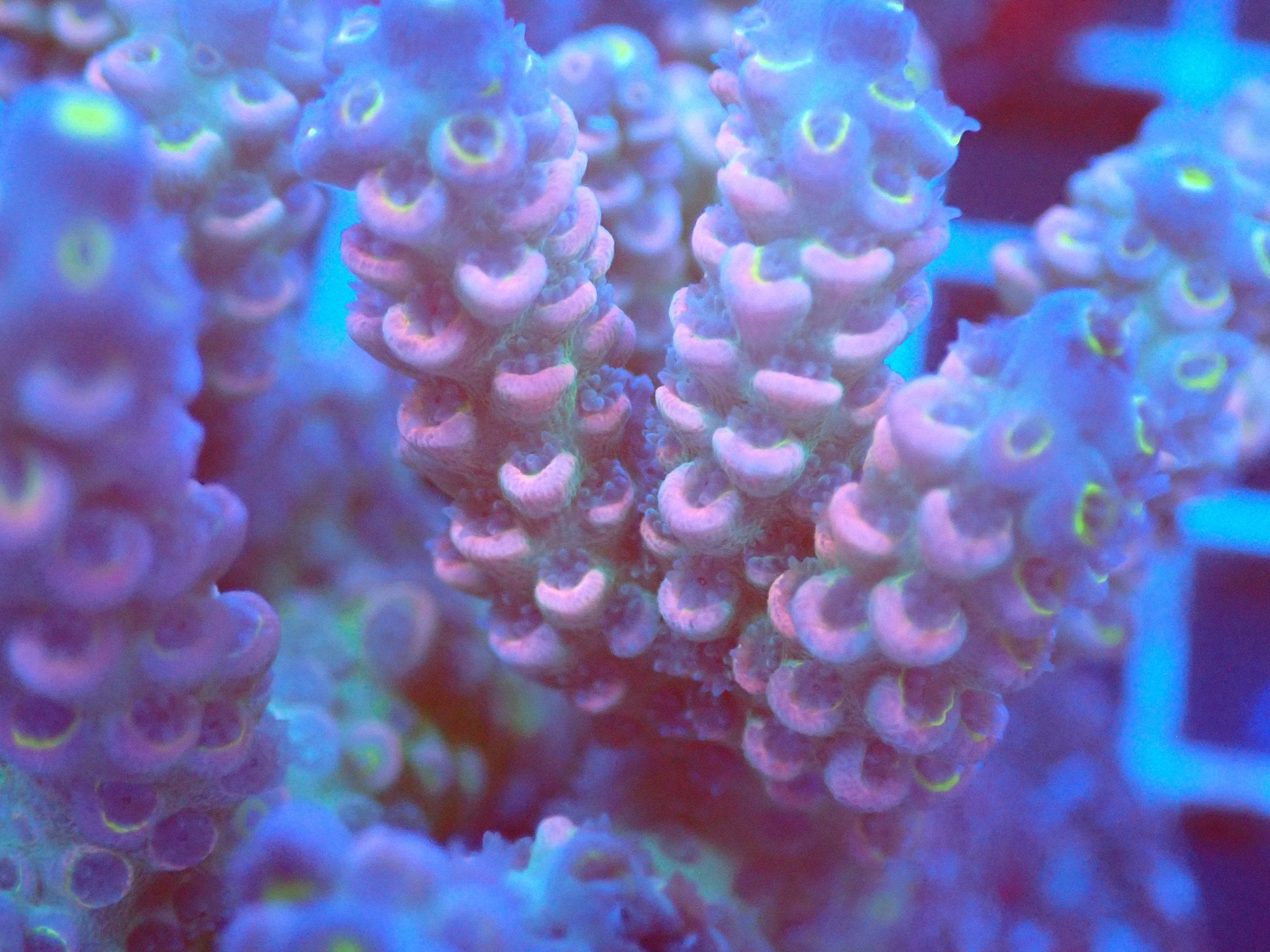 (WYSIWYG) Acro Colony T2D8 macro