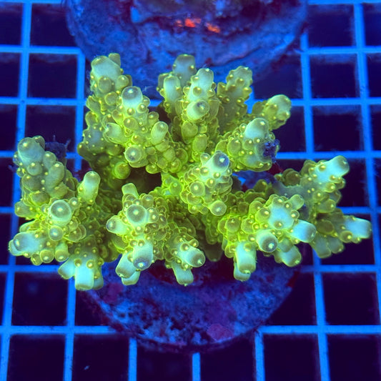 Acropora Colony T2D9