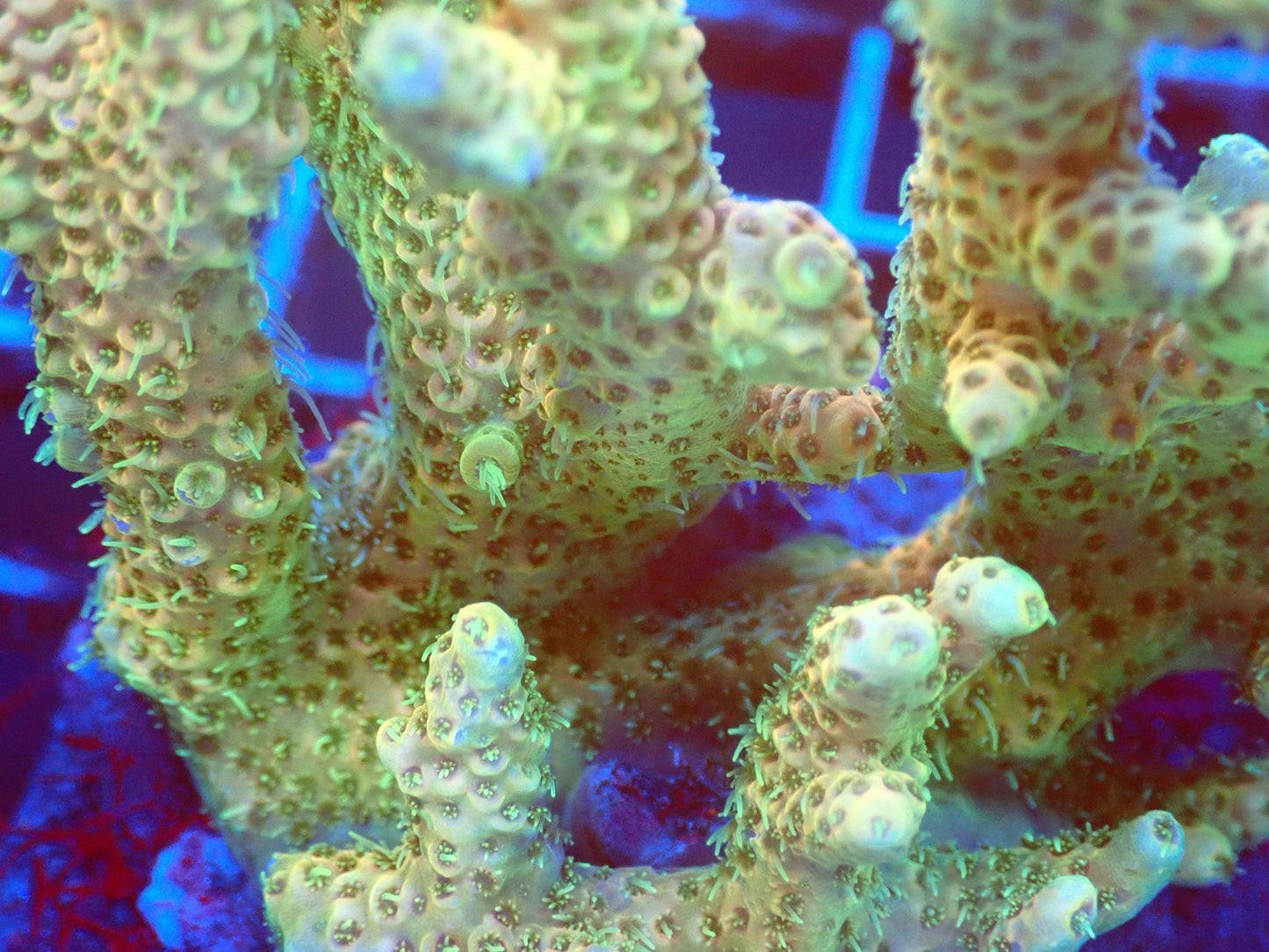 (WYSIWYG) Acro Colony T2D9 macro