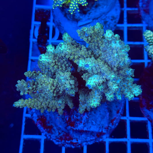 Acropora Colony T2E1