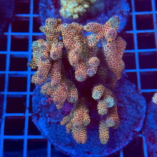 Acropora Colony T2E12
