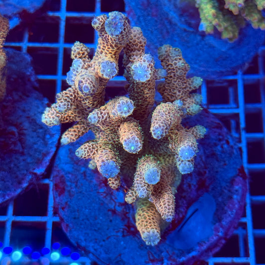Acropora Colony T2E13