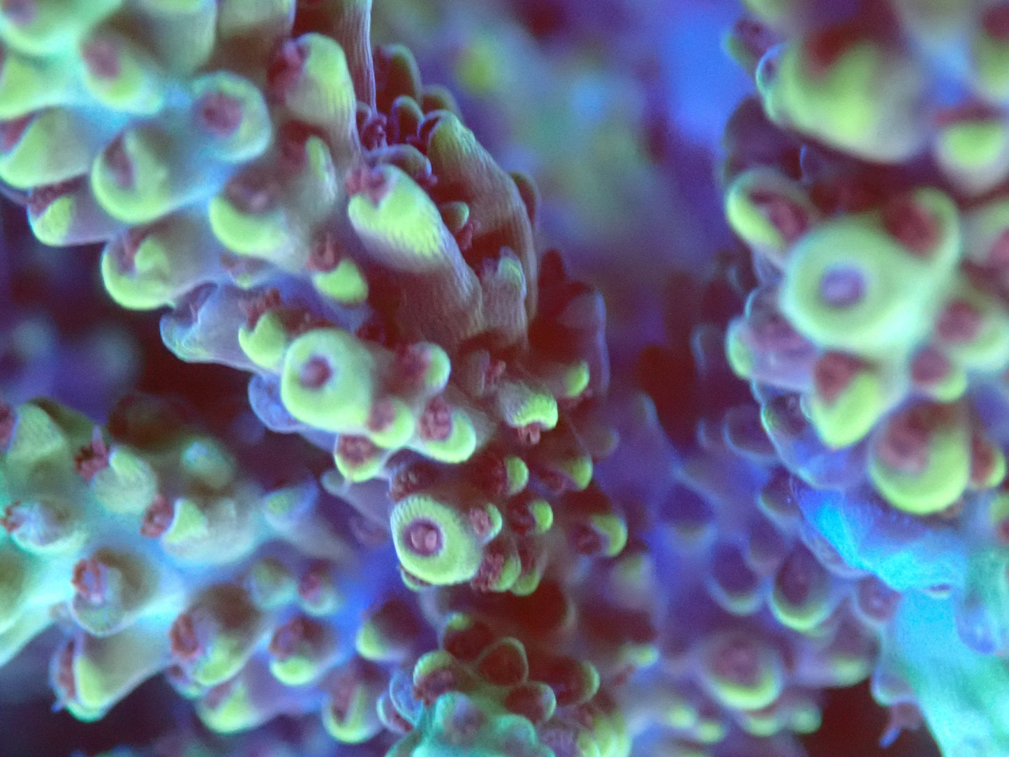 (WYSIWYG) Acro Colony T2E1 macro
