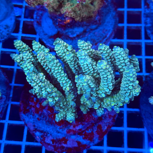 Acropora Colony T2E2