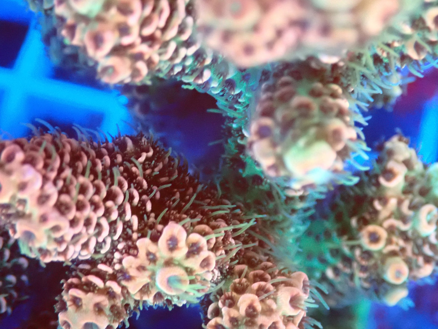 (WYSIWYG) Acro Colony T2E2 macro
