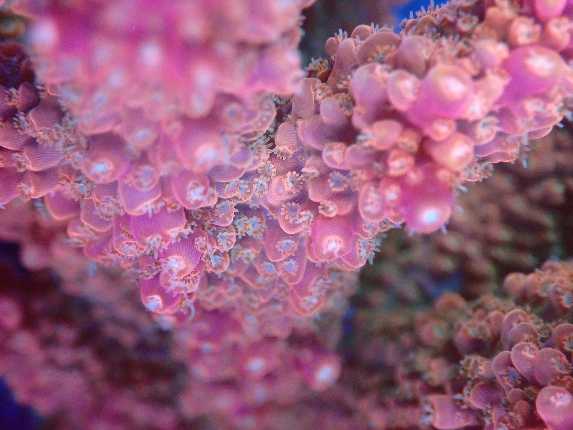 (WYSIWYG) Acro Colony T2E3 macro