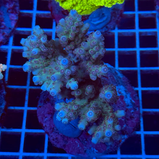 Acropora Colony T2E5