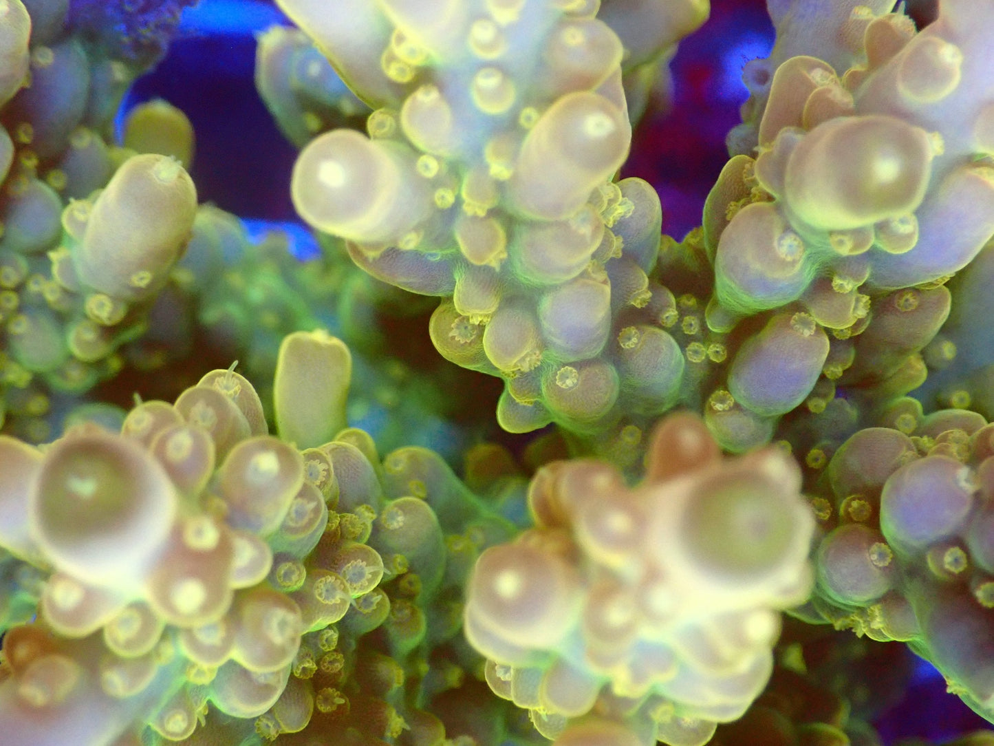 (WYSIWYG) Acro Colony T2E5 macro