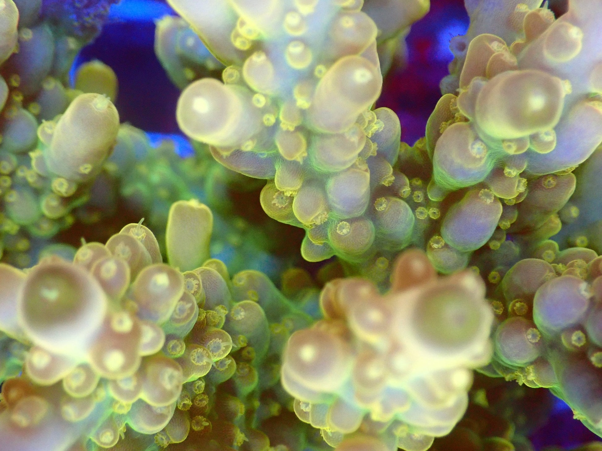 (WYSIWYG) Acro Colony T2E5 macro