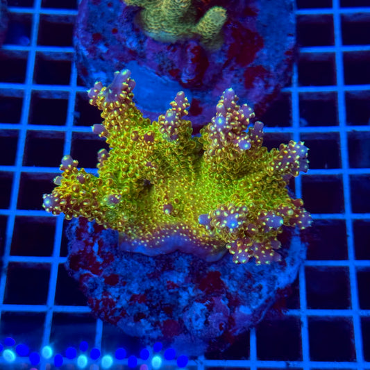 Acropora Colony T2E6