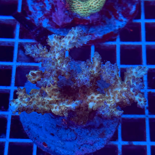 Acropora Colony T2E7
