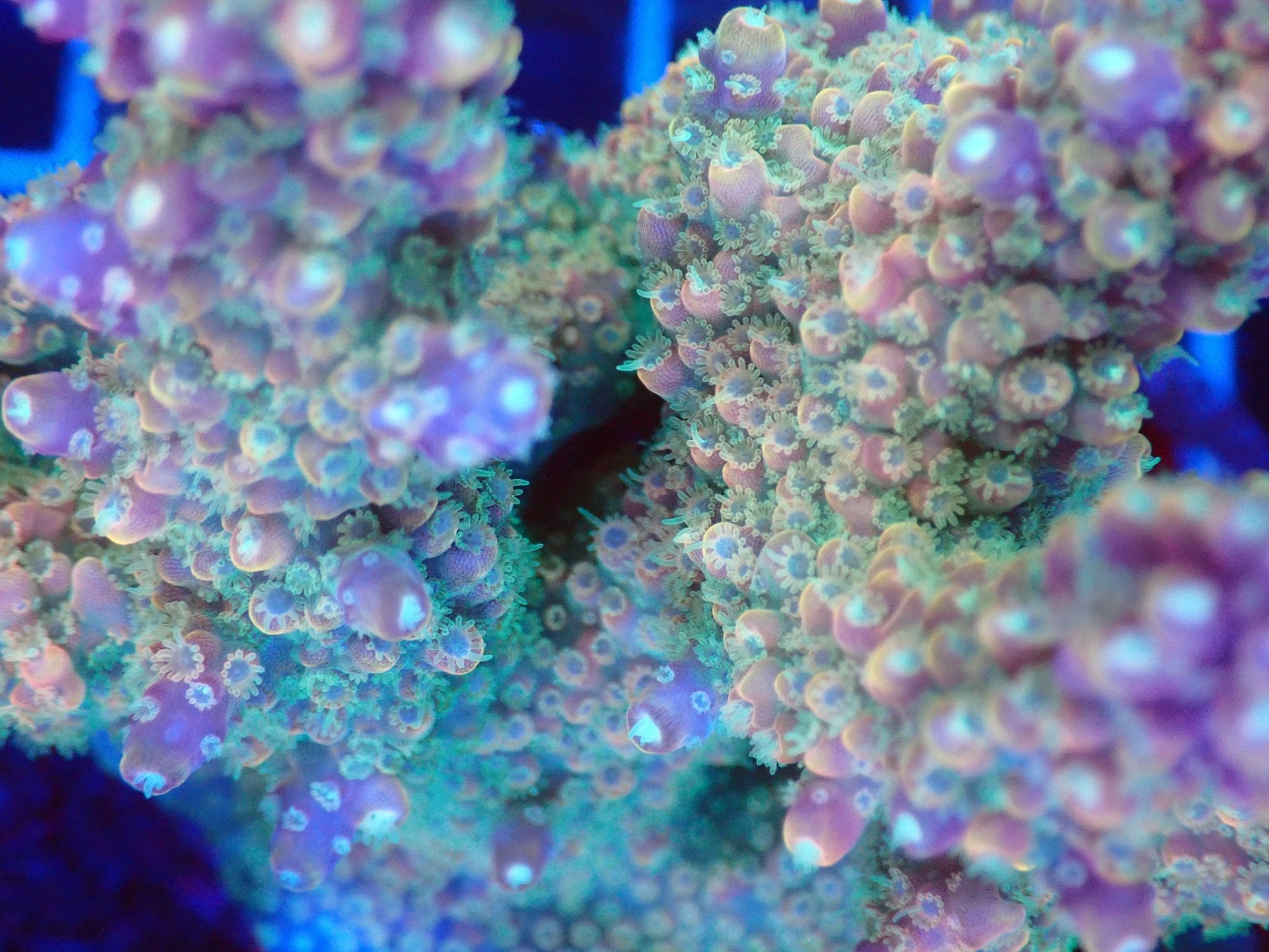 (WYSIWYG) Acro Colony T2E7 macro