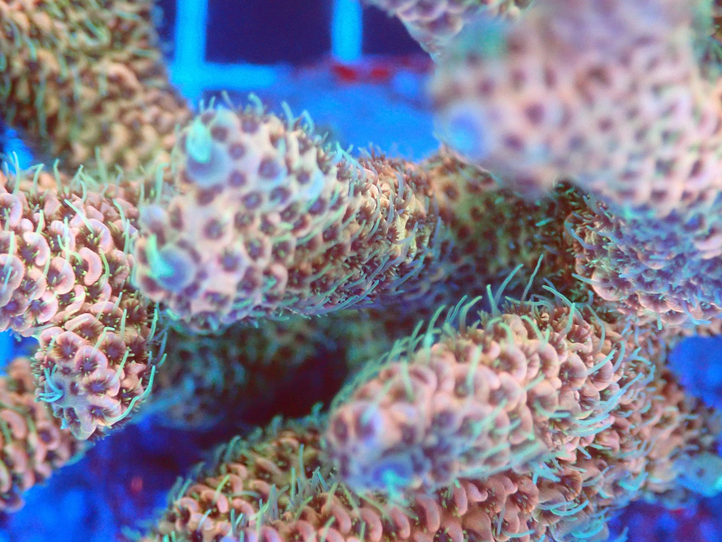 (WYSIWYG) Acro Colony T2E8 macro