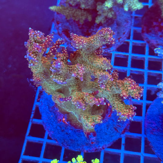 Acropora Colony T2F1