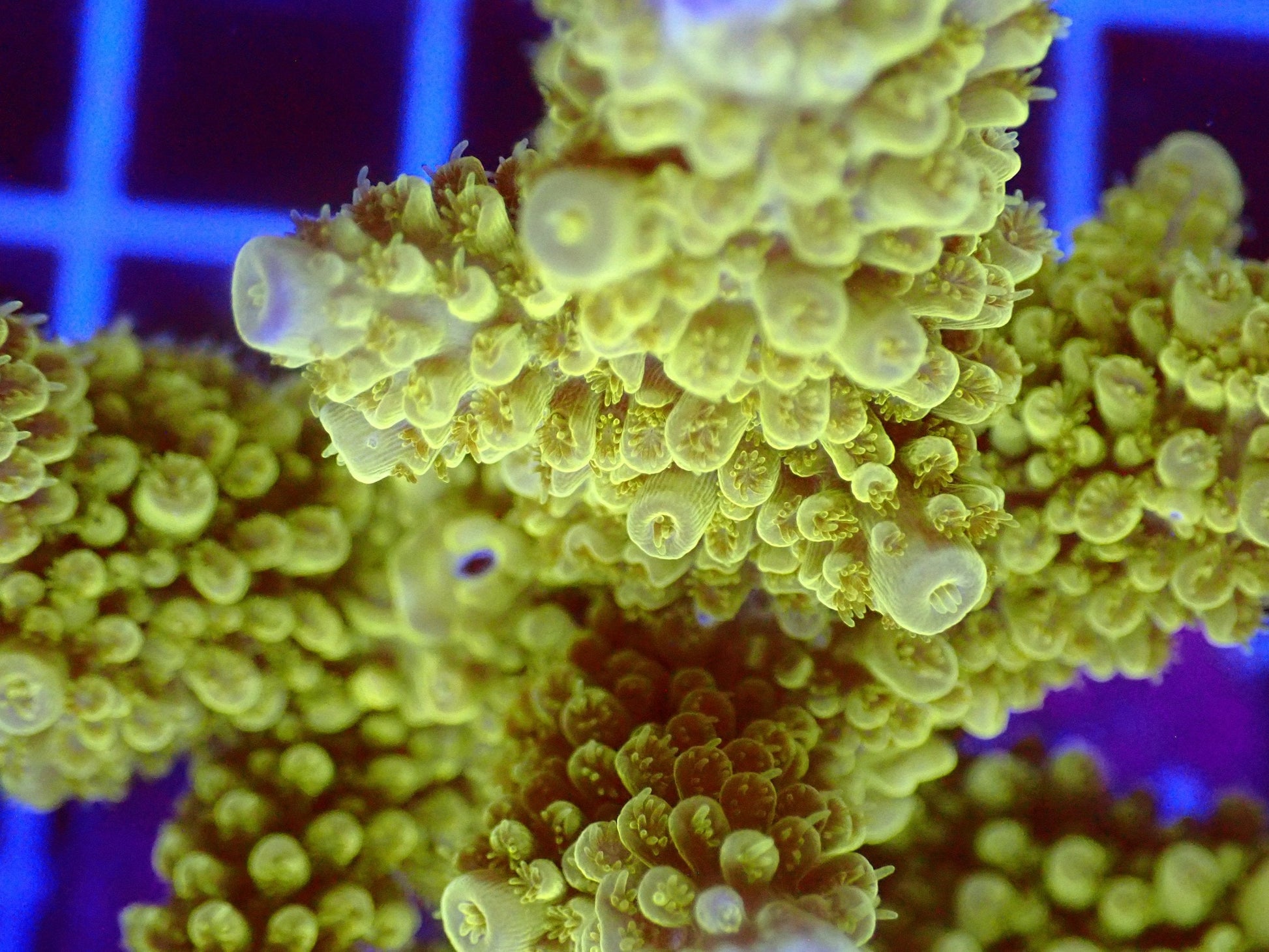 (WYSIWYG) Acro Colony T2F10 macro