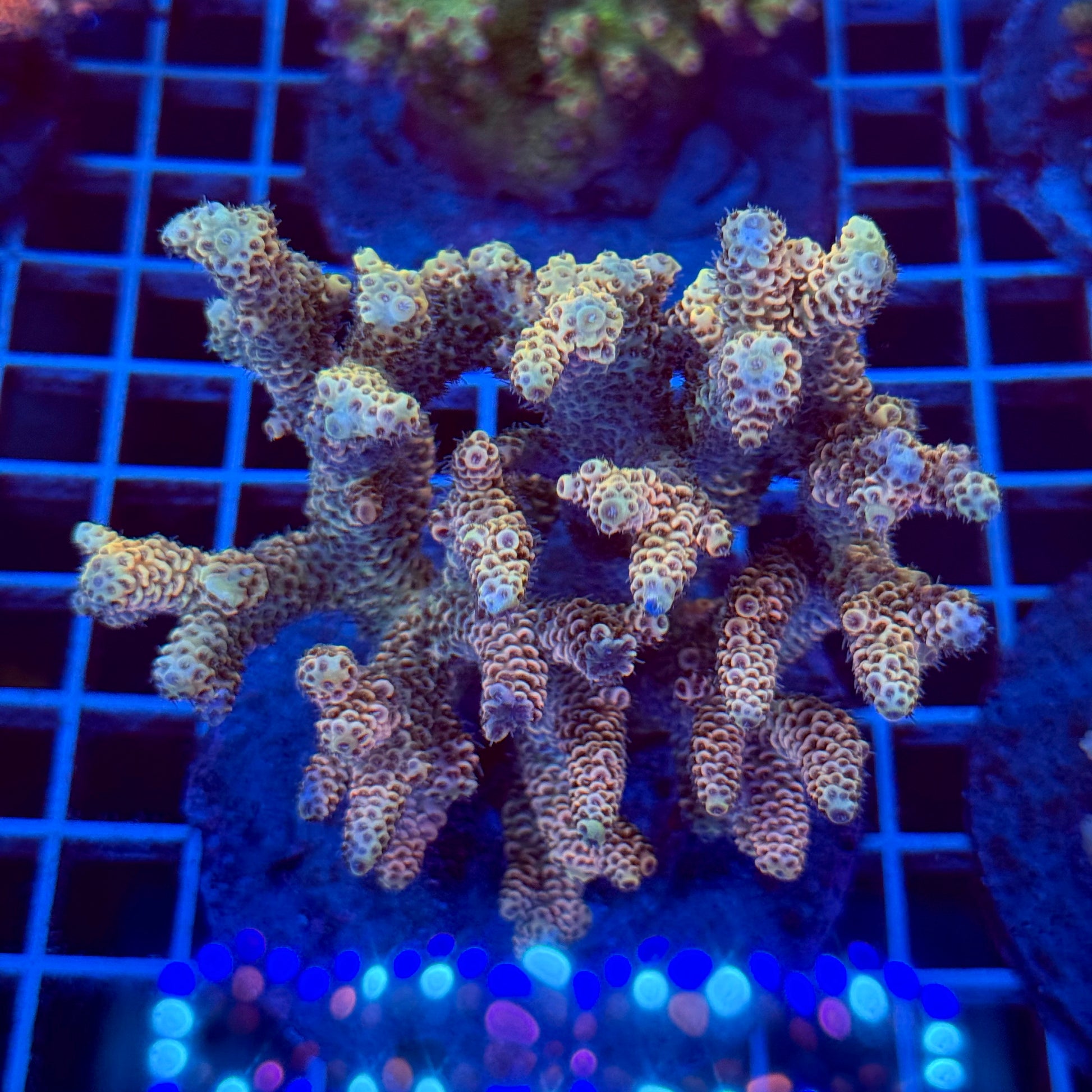 Acropora Colony T2F11