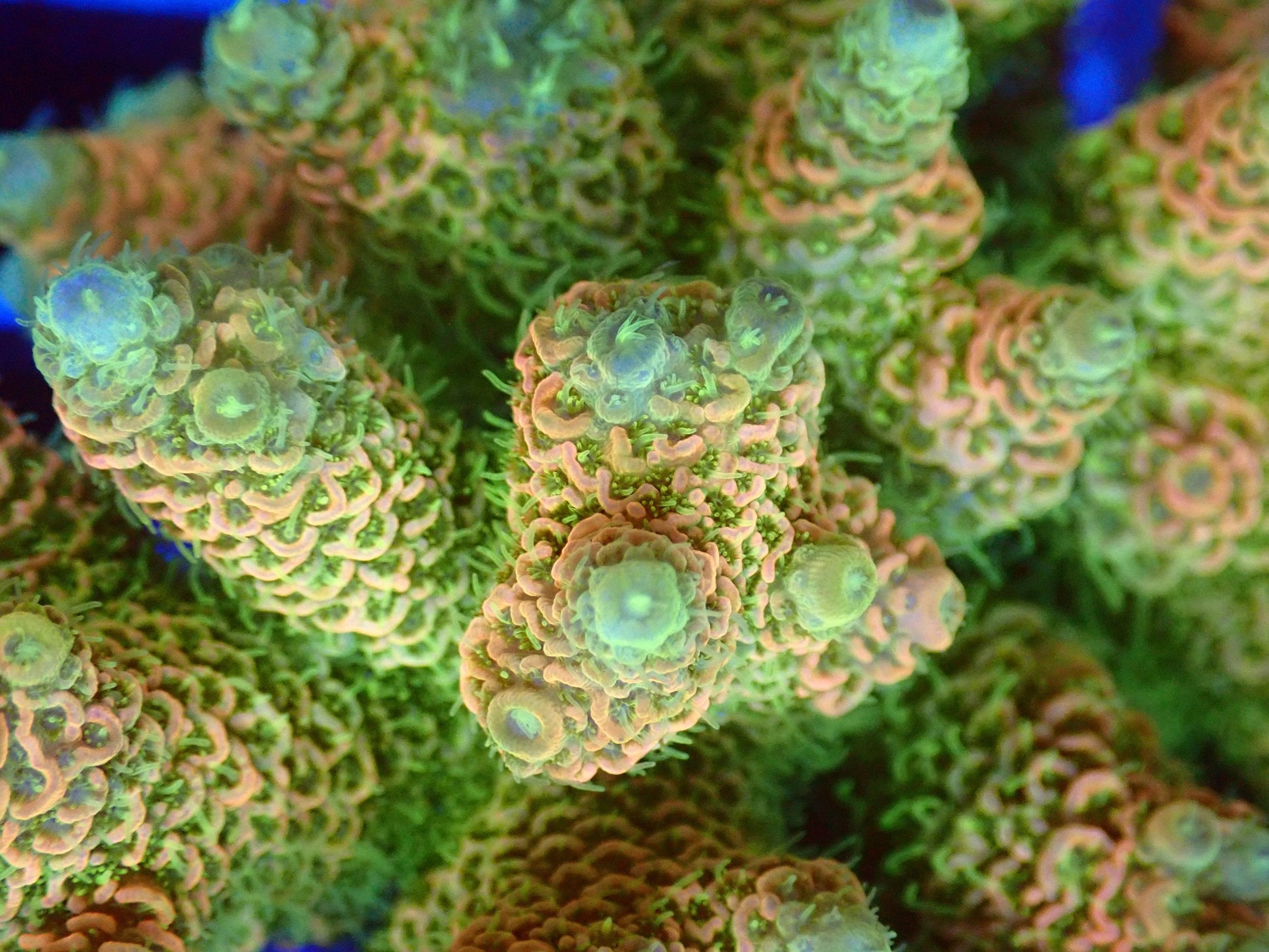 (WYSIWYG) Acro Colony T2F11 macro
