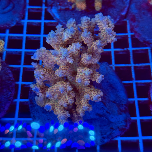Acropora Colony T2F12