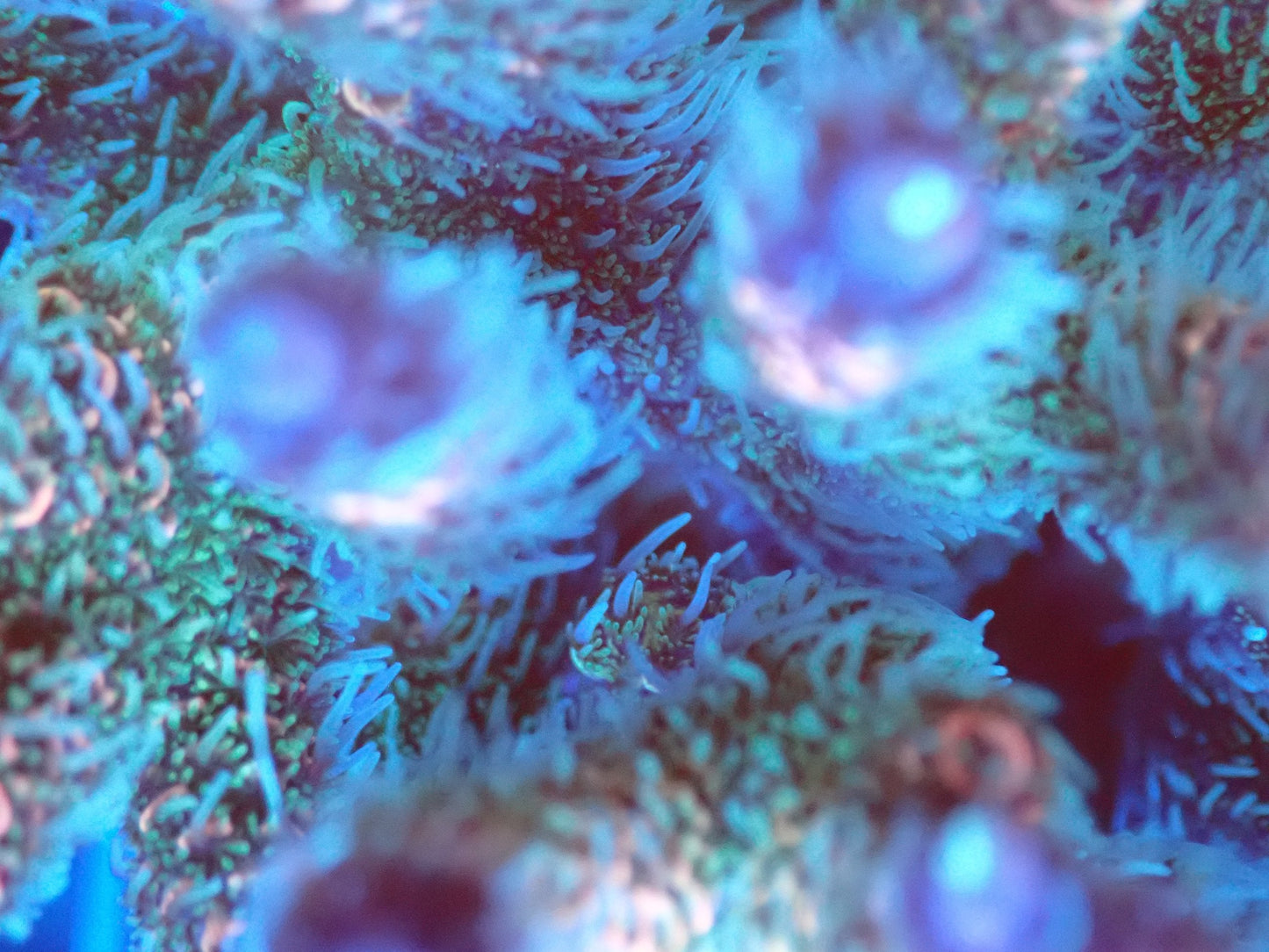 (WYSIWYG) Acro Colony T2F12 macro
