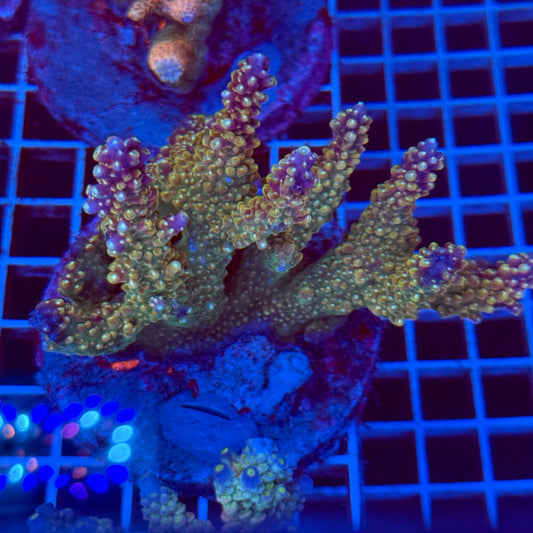 Acropora Colony T2F13