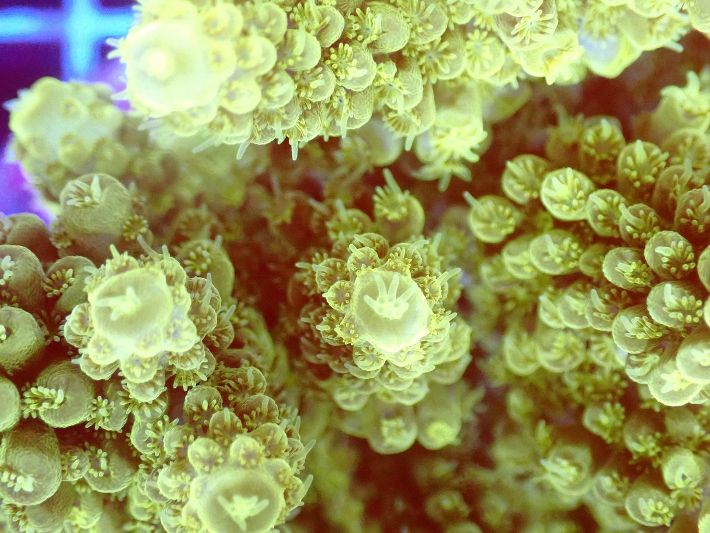 (WYSIWYG) Acro Colony T2F13 macro
