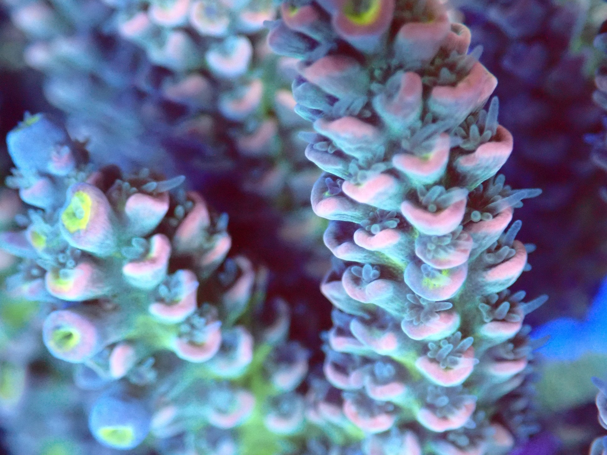 (WYSIWYG) Acro Colony T2F1 macro
