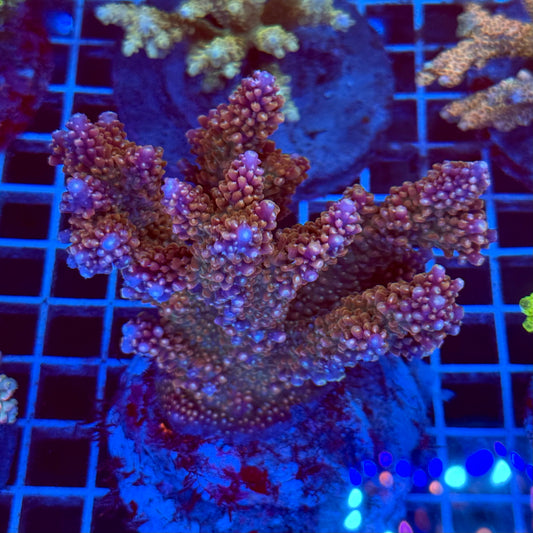 Acropora Colony T2F3