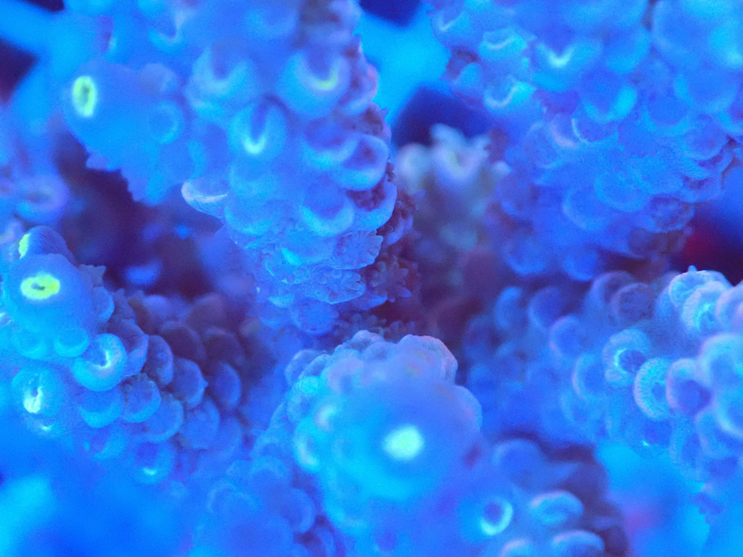 (WYSIWYG) Acro Colony T2F3 macro