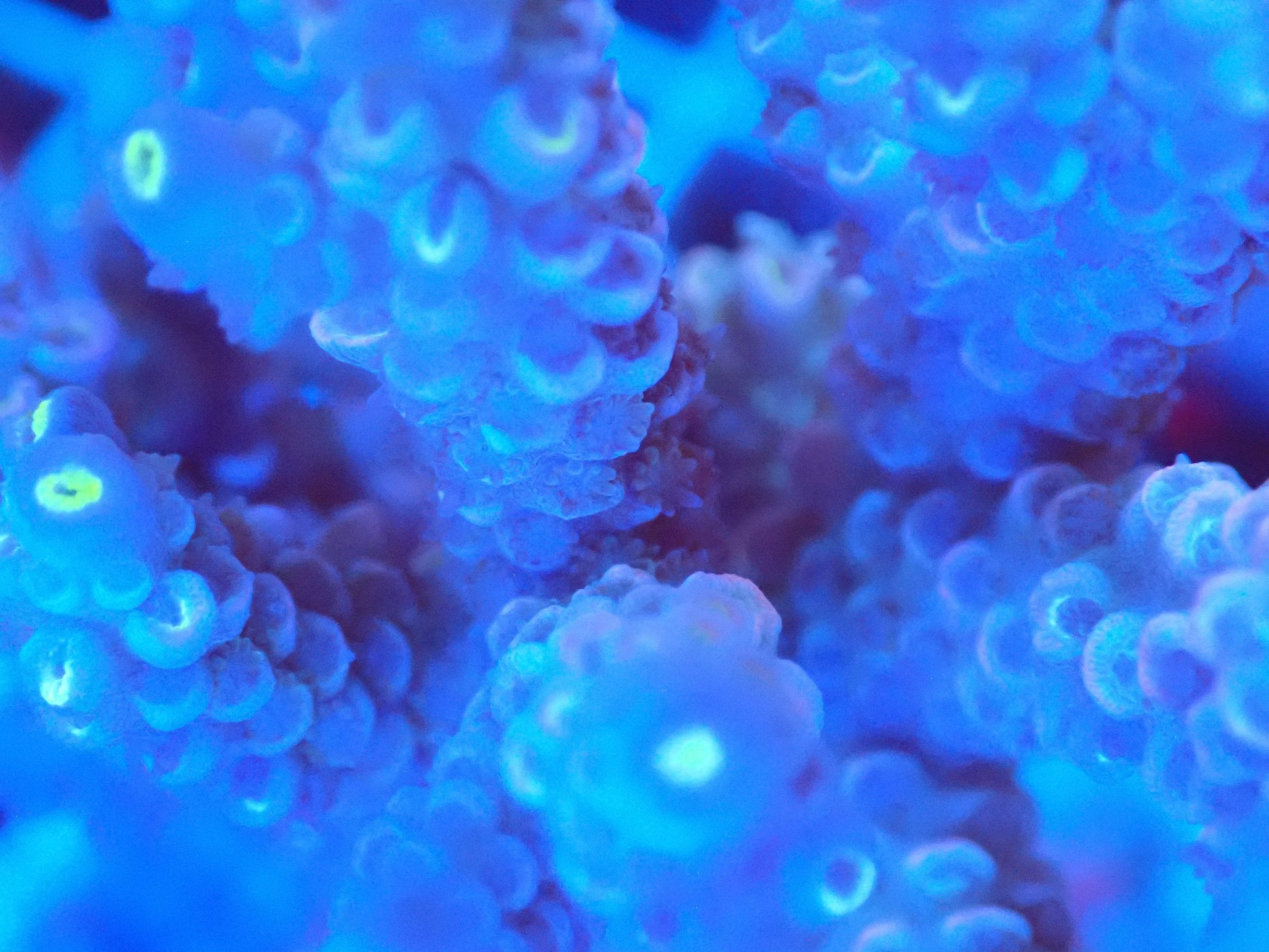 (WYSIWYG) Acro Colony T2F3 macro