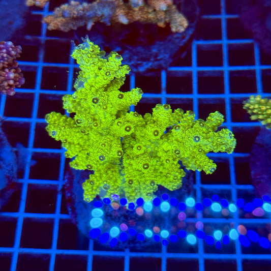 Acropora Colony T2F4
