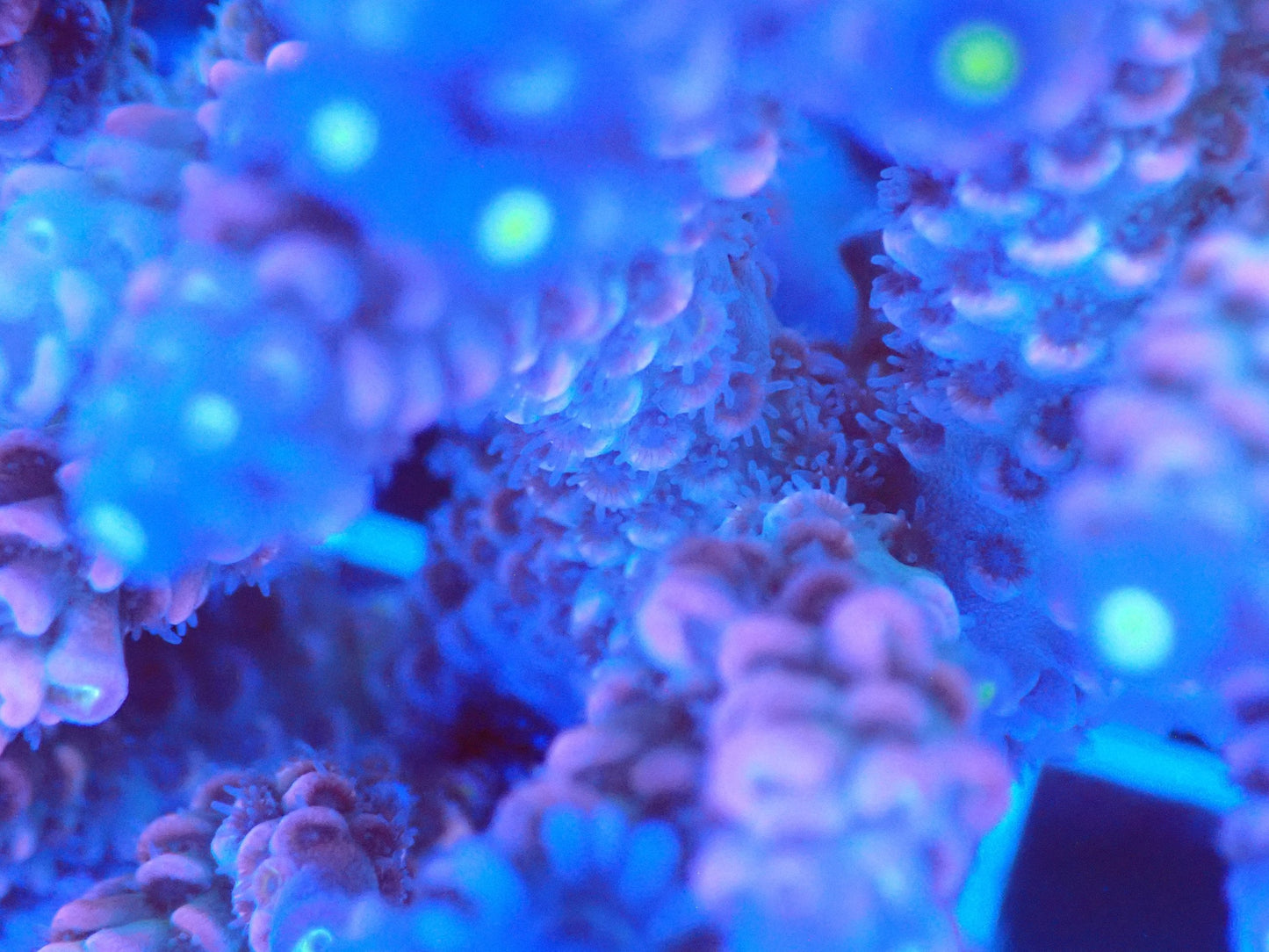 (WYSIWYG) Acro Colony T2F4 macro