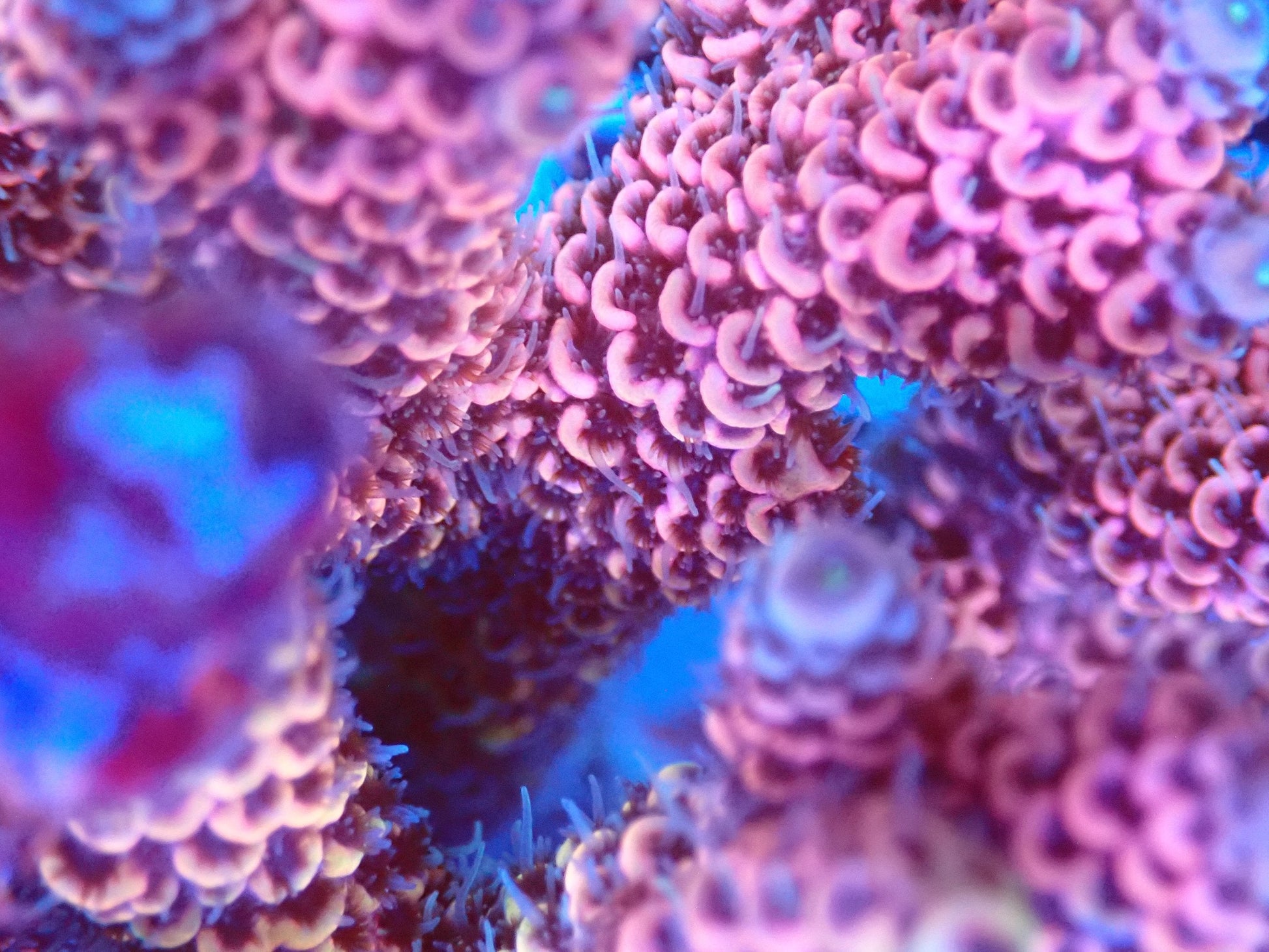 (WYSIWYG) Acro Colony T2F5 macro