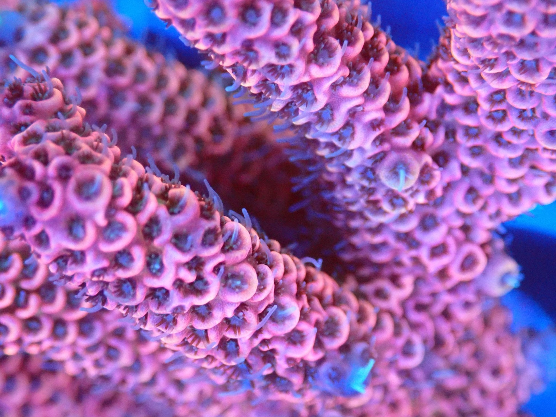 (WYSIWYG) Acro Colony T2F6 macro