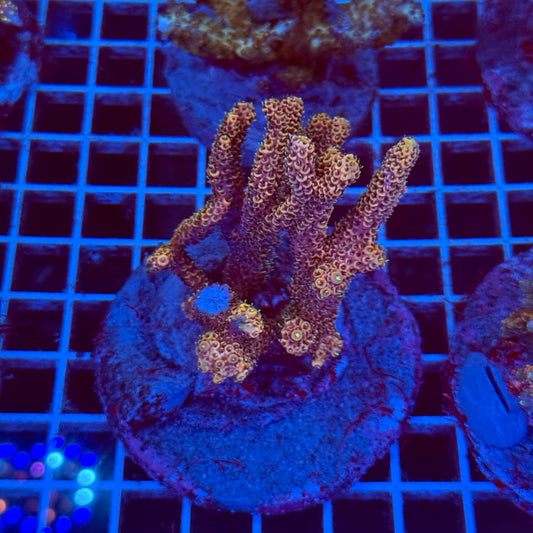 Acropora Colony T2F7