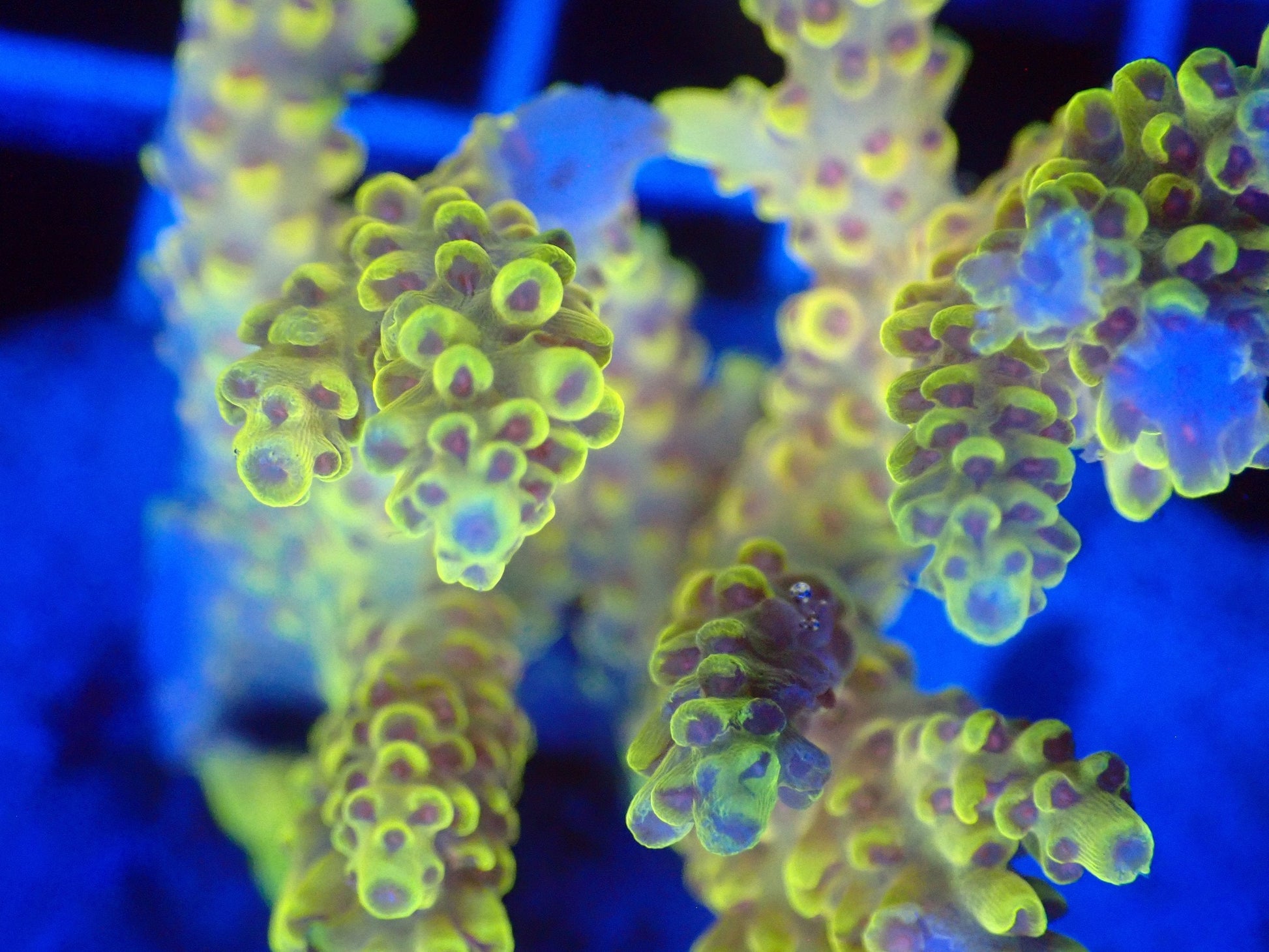 (WYSIWYG) Acro Colony T2F7 macro