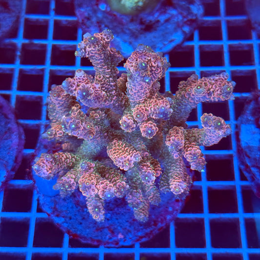 Acropora Colony T2F8