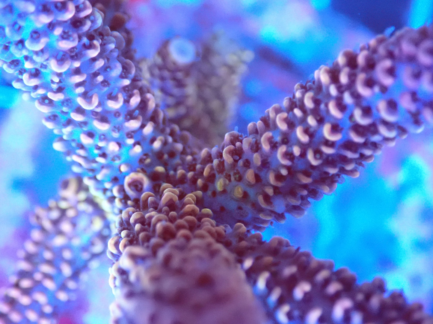 (WYSIWYG) Acro Colony T2F8 macro
