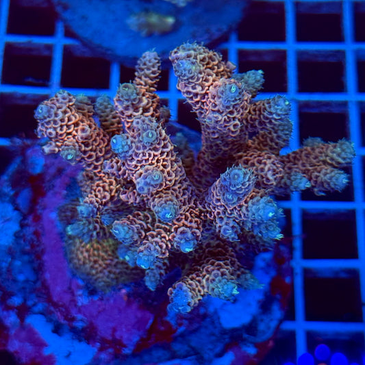 Acropora Colony T2F9