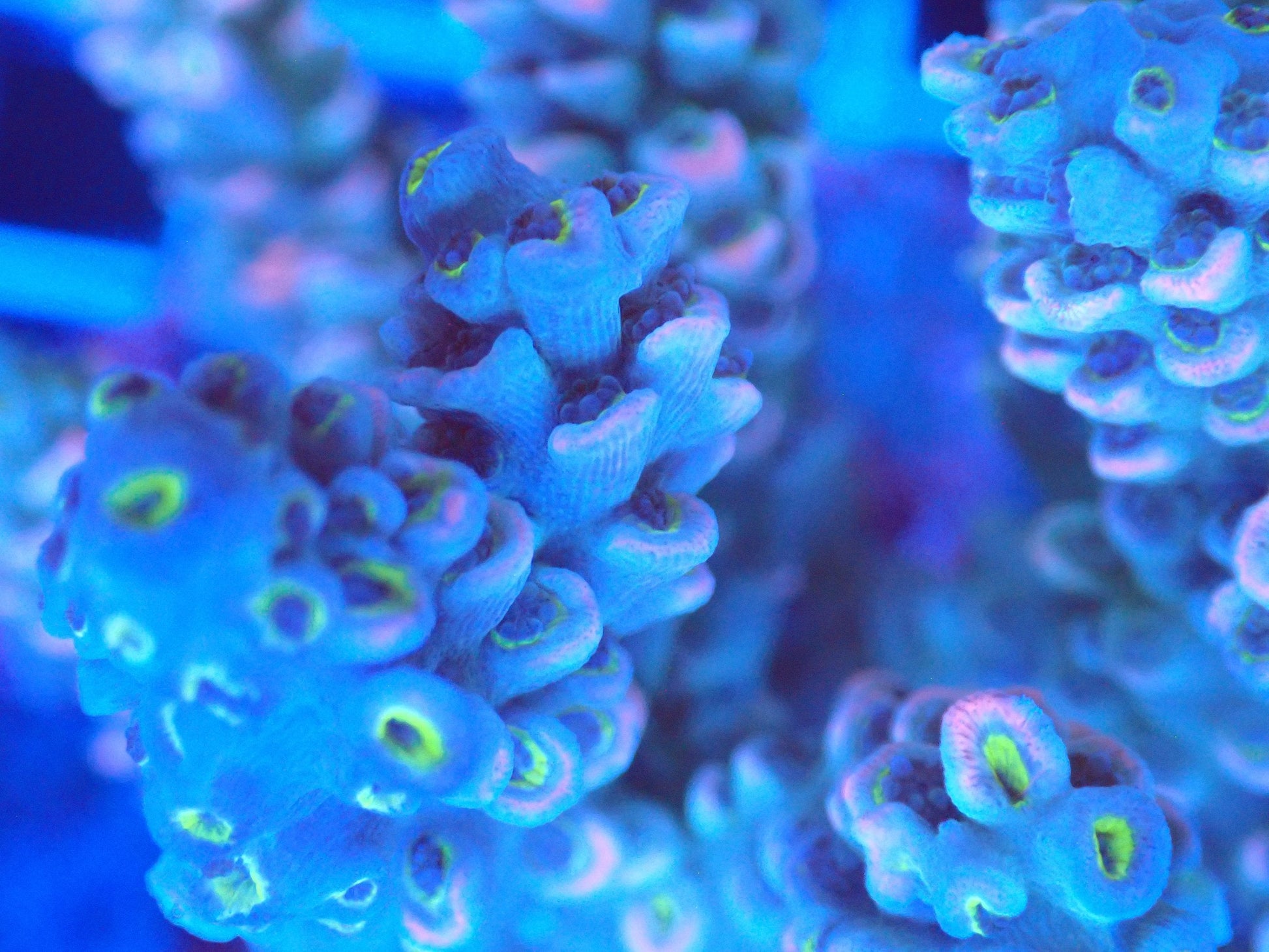(WYSIWYG) Acro Colony T2F9 macro