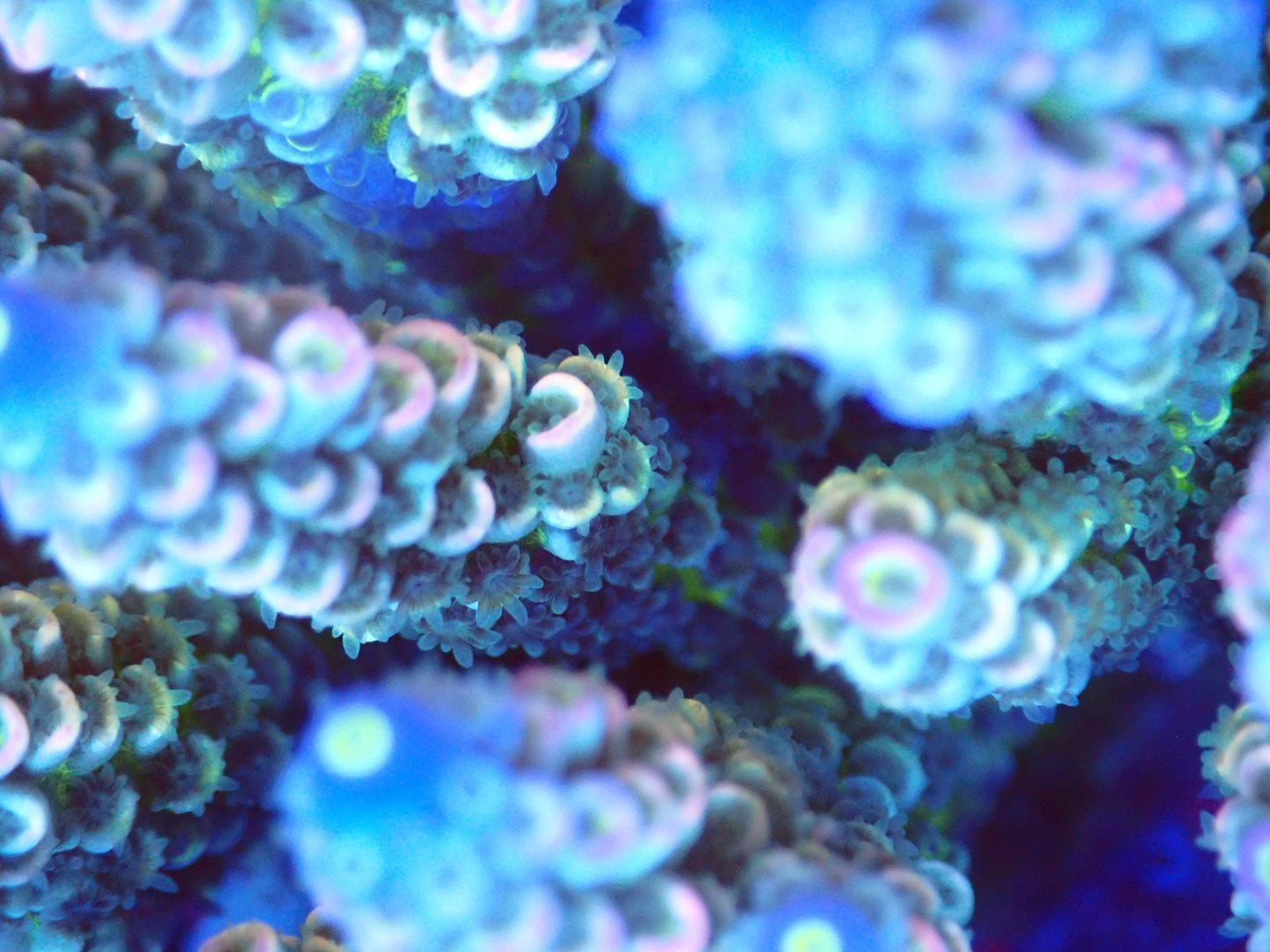 (WYSIWYG) Acro Colony T2G10 macro