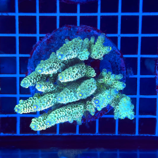 Acropora Colony T2G12