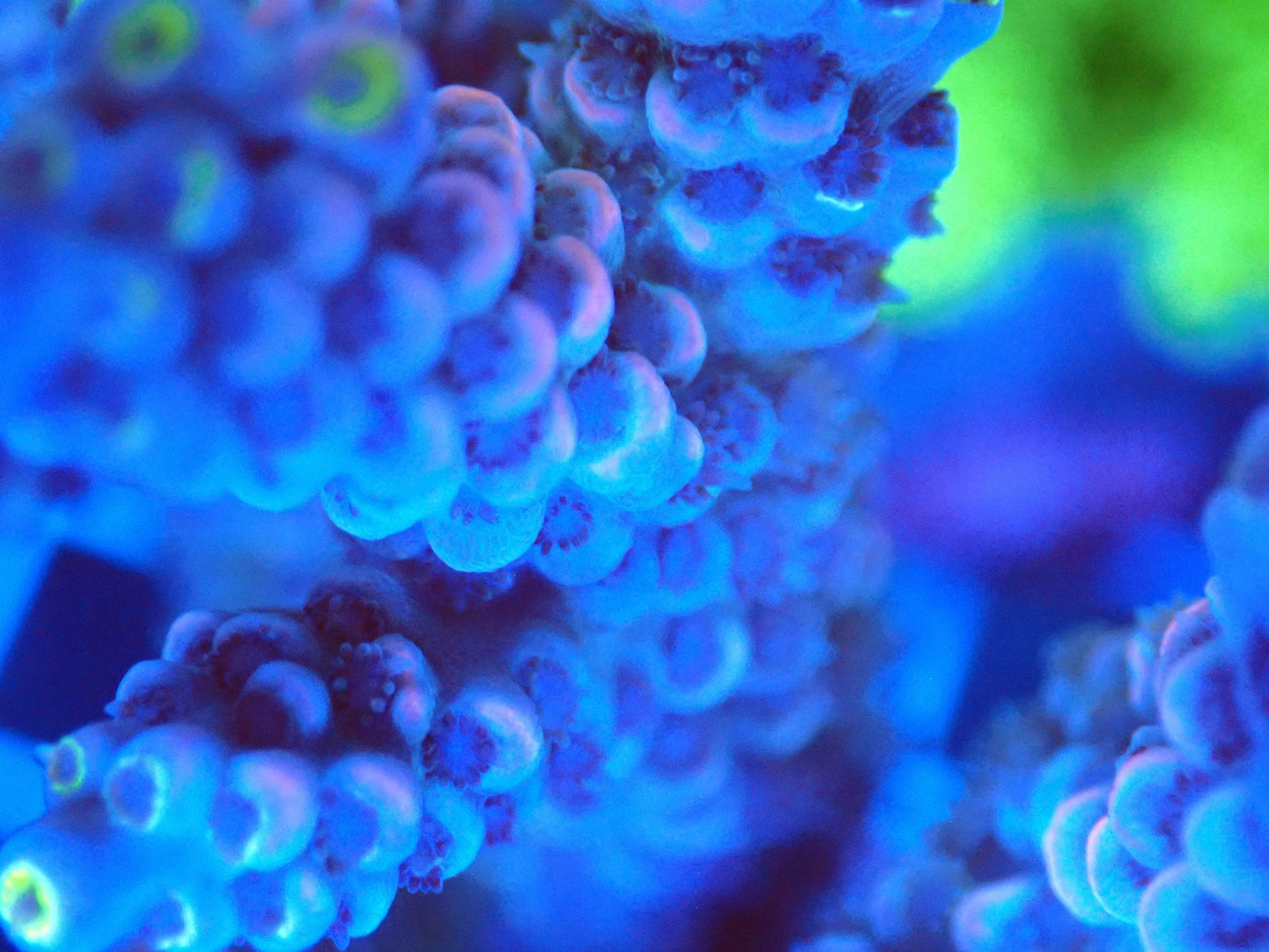 (WYSIWYG) Acro Colony T2G13 macro